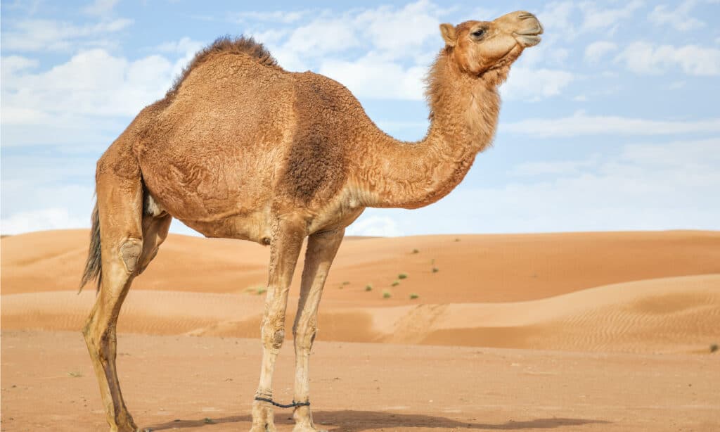 Camel in the desert
